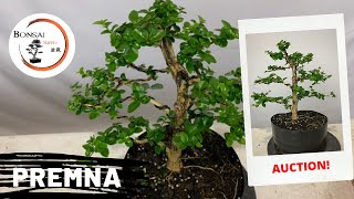 Premna Microphylla Bonsai styling | Auction 18 at The Bonsai Supply