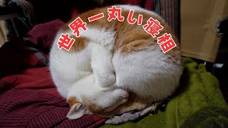 嘘みたいな丸さで眠る猫