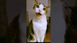 no money, why#cat#talk#catlover#catvideo#funny#fun#shortsviral#cute#pets#animals#shortsviral#lol#fyp