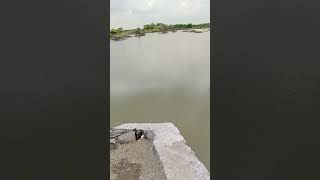 Jewargi river Vlog Short 🥰😍#short #river