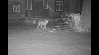 2023.10 sav. Lūšis (ir ne tik) apsilankė kieme / The lynx visited the yard