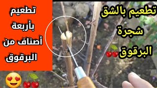 تطعيم وتلقيم بالشق/على شجرة البرقوق🌳بأربعة أصناف من البرقوق🍒(سبحان الله العظيم)Tree grafting