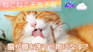 【猫が顔を洗うと雨になる】猫は天気予報士？昔からの言い伝えは嘘か本当か？