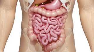 NUTRIÇÃO BÁSICA - ANATOMIA DO SISTEMA DIGESTÓRIO