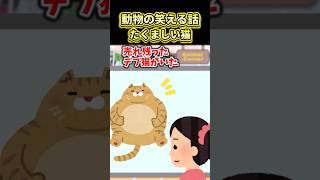 😹100万再生！！たくましい猫【2ch動物スレ】