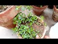 difference between real purslane and fake purslane. part 2