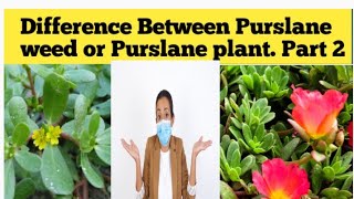 difference between real purslane and fake purslane. part 2