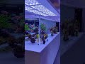 2000l salt water aquarium big saltwater tank 😻😻😻😻