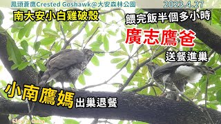 20230427 南大安小白雞破殼：(3)餵完飯半個多小時，廣志鷹爸送餐進巢，小南鷹媽出巢退餐／鷹爸再抓到獵物處理中，小南媽帶上一餐剩食出巢【大安森林公園鳳頭蒼鷹Crested Goshawk】