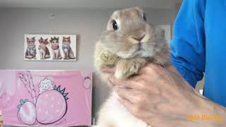 Lele is Daddy 's sweet pie/ baby bunny /Lele Bunny/Subscribe and Like ❤️this little boy!