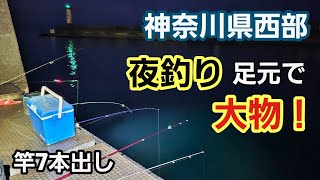 竿7本出し強行作戦！ 夜釣り 足元で大物釣れた！  神奈川県西部の漁港　2024年7月中旬  小潮