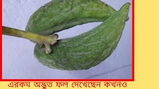 বাংলার অদ্ভুত দর্শন ফল কোয়ান্টা ফিল্মস বাংলার গাছ Documentary on Akando fruit calotropis gigantea