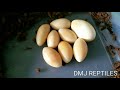 5/11/18 Clutch #3 7 infertile and 1 fertilized egg in a Ball Python Clutch