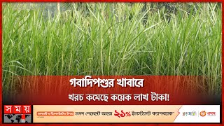 লালমনিরহাটে বেড়েছে উন্নতজাতের ঘাসের চাষ | Lalmonirhat News | Napier grass | Cow Grass | Somoy TV