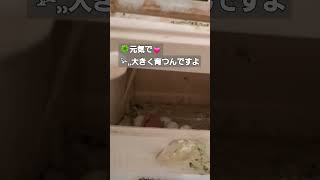 【セキセイインコ】ハルクイン♂×♀雛1羽目【6日目】2024/5/14付 #budgerigar #セキセイインコ #shorts