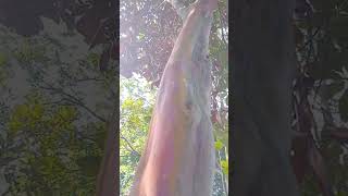 SINGAPORE scene   Rainbow tree              .新加坡  彩虹树