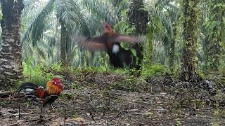 mantap pikat tua mendapatkan AYAM Hutan muda