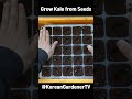 다이소에서 케일씨앗을 사다 심으면🌱ㅣgrow kale from seeds grow