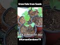 다이소에서 케일씨앗을 사다 심으면🌱ㅣgrow kale from seeds grow