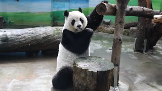 20240923 圓仔舌頭怎麼玩 放慢速度仔細看(節錄) Giant Panda Yuan Zai