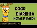 Dog diarrhea home remedy | How to Stop Diarrhea in Dogs