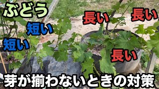 芽かきをしても枝が揃わないときの対策〜成育を揃えて花芽の形成促進とぶどうの収穫量UPをねらう〜2024-05-03