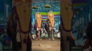 തുറവൂർ ദീപാവലി മഹോത്സവം 2024 #thuravoor #deepavali #ulsavam #2024 #viralshort #elephant #kerala