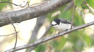 ♪鳥くんのI LOVE BIRD 野鳥動画～サンショウクイ♂\