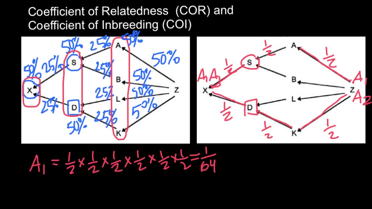 Inbreeding Coefficient Formula