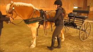 How to Hitch and Unhitch a Driving Horse