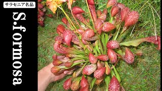 食虫植物サラセニア「Sarracenia formosa」をご紹介!!【carnivorous plants・Sarracenia】