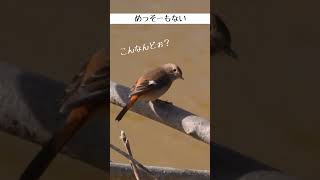 ジョウビタキのメス＜妄想野鳥図鑑＞ #shorts #ジョウビタキ #野鳥