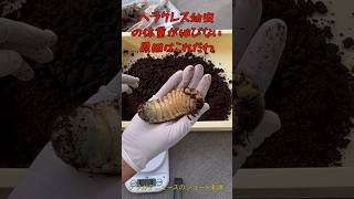 ヘラクレス幼虫の体重が伸びない原因はこれだわ【Dynastes hercules】