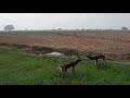 fighting black buck panchayat rampur kala chausa buxar save extinct black buck buxar bihar