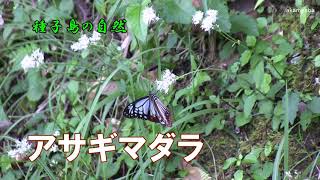 アサギマダラ ヤマヒヨドリの花の蜜を吸う風景～種子島の自然