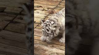 🐯🐯🐯WOW!!! adorable tiger cub #tigercub  #tiger #kitten #foryou #fpy #cute #kitty #zoo #adorable