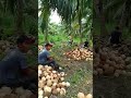 coconut harvesting time wednesday november 15 2023 gmt 8 time in philippines day 3 part 3