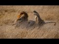 Terrible Lion Fight! In Moremi - Probably the two males of the third bridge