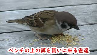 ベンチの上の餌を貰いに来る雀  20221012 8（天満宮）