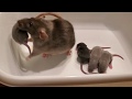 We Trained Our Rat to Bring Us Her Babies!