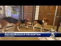 Rescued beagles arrive at Warren County animal shelter