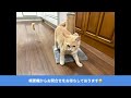 【里親募集】きなこ 5ヶ月♂ チャトラ　猫