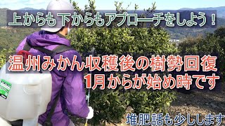 【収穫後の管理】温州みかんの樹勢回復【１月から始めよう】