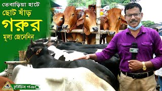 497-নাটোর তেবাড়িয়া হাটে ছোট ষাড় গরুর মূল্য জেনেনিন । বিশাল গরু ছাগলের হাট.Cow Hat in Bangladesh .