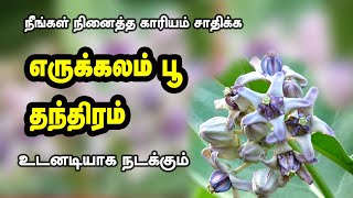 நினைத்த காரியம் சாதிக்க எருக்கலை பூ தாந்திரீகம் | நினைத்ததை நொடிப்பொழுதில்  நடத்திட | வசியம்