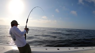 Sharks ATTACKED my GIANT Tuna (Very Graphic) How to make Tuna Basil Rolls