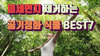 미세먼지 정화하는 공기정화 식물 BEST7