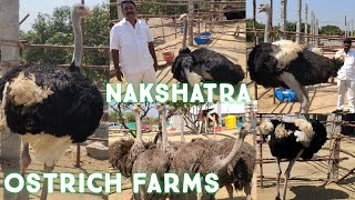 nakshatra ostrich farms in india | ostrich birds in Andhra Pradesh | ostrich 🐥