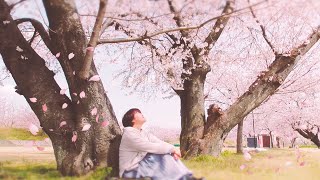 【岐阜境川堤ーお花見】満開の桜並木だったよ～