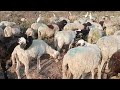 goat vs sheep breeding animal breeding